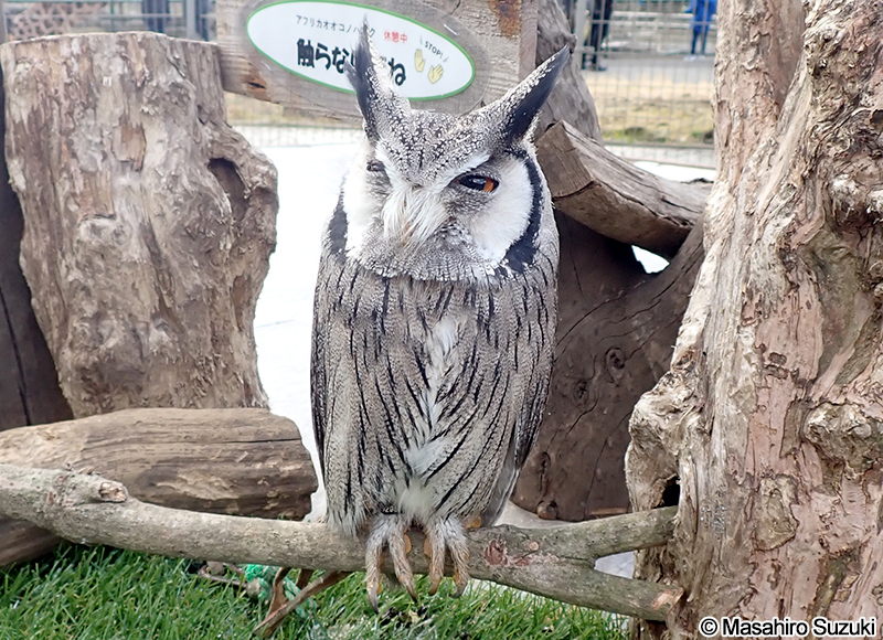 アフリカオオコノハズク Ptilopsis leucotis