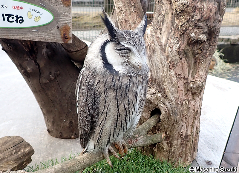 アフリカオオコノハズク Ptilopsis leucotis