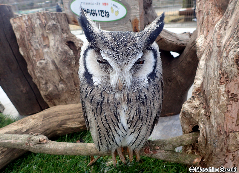 アフリカオオコノハズク Ptilopsis leucotis