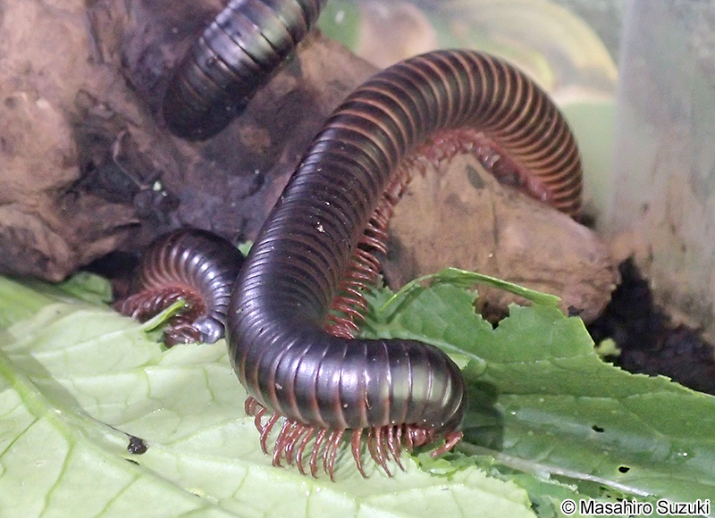 タンザニアオオヤスデ Spirosteptus giganteus