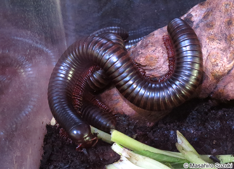 タンザニアオオヤスデ Spirosteptus giganteus