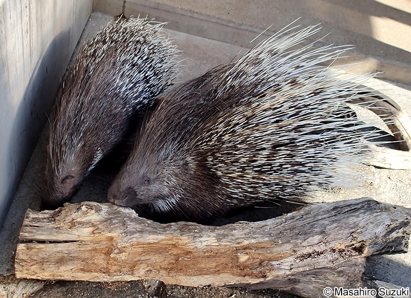 アフリカタテガミヤマアラシ Hystrix cristata