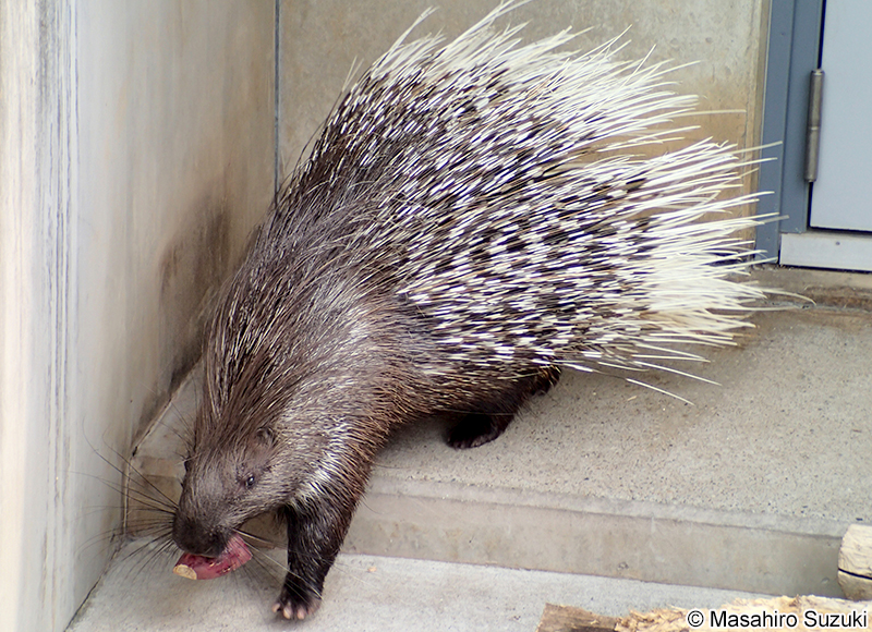 アフリカタテガミヤマアラシ Hystrix cristata