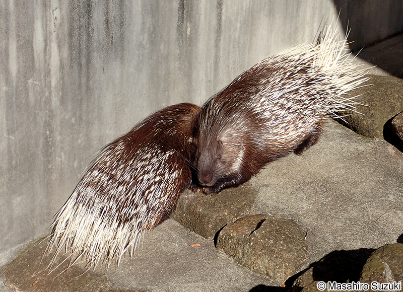 アフリカタテガミヤマアラシ Hystrix cristata