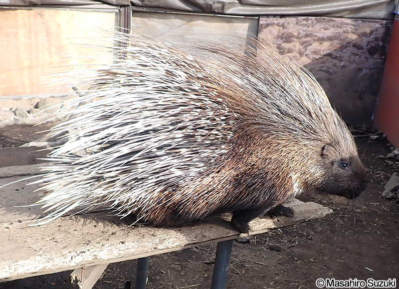 アフリカタテガミヤマアラシ Hystrix cristata