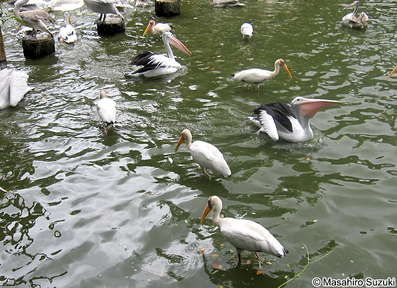アフリカトキコウ Mycteria ibis