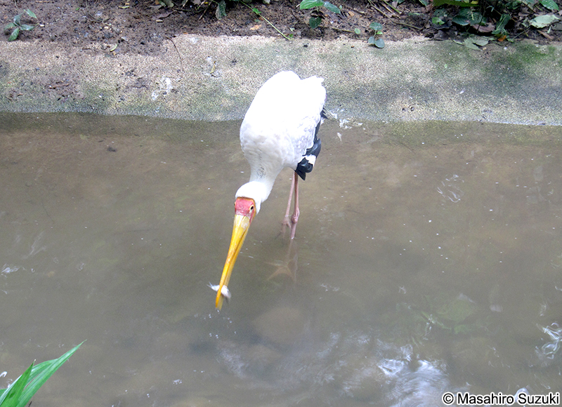 アフリカトキコウ Mycteria ibis