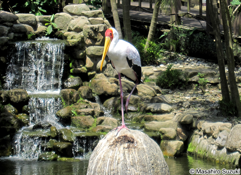 アフリカトキコウ Mycteria ibis
