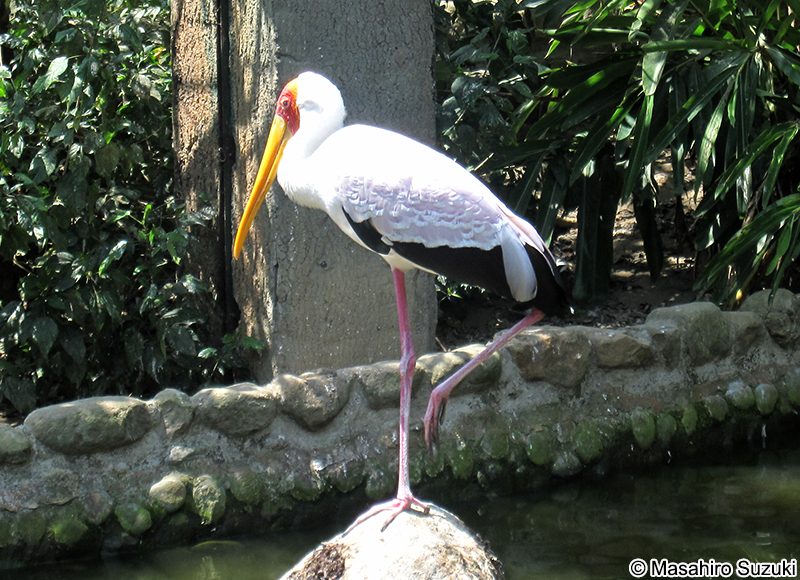 アフリカトキコウ Mycteria ibis