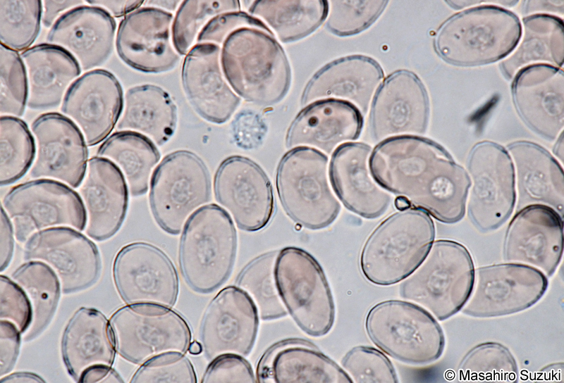 アフリカツメガエルの赤血球