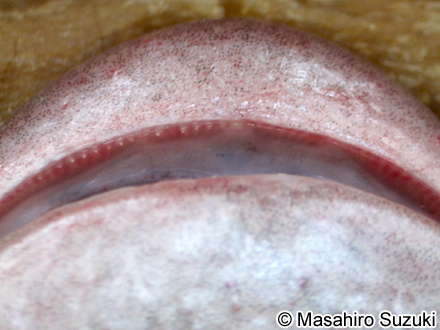 アフリカツメガエルの上顎