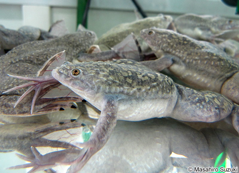 アフリカツメガエル Xenopus laevis