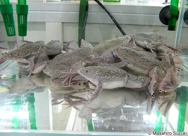アフリカツメガエル Xenopus laevis