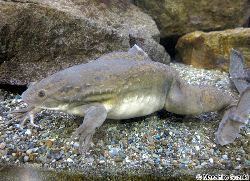 アフリカツメガエル Xenopus laevis