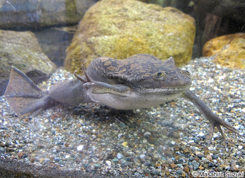 アフリカツメガエル Xenopus laevis