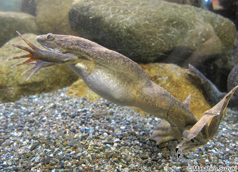 アフリカツメガエル Xenopus laevis