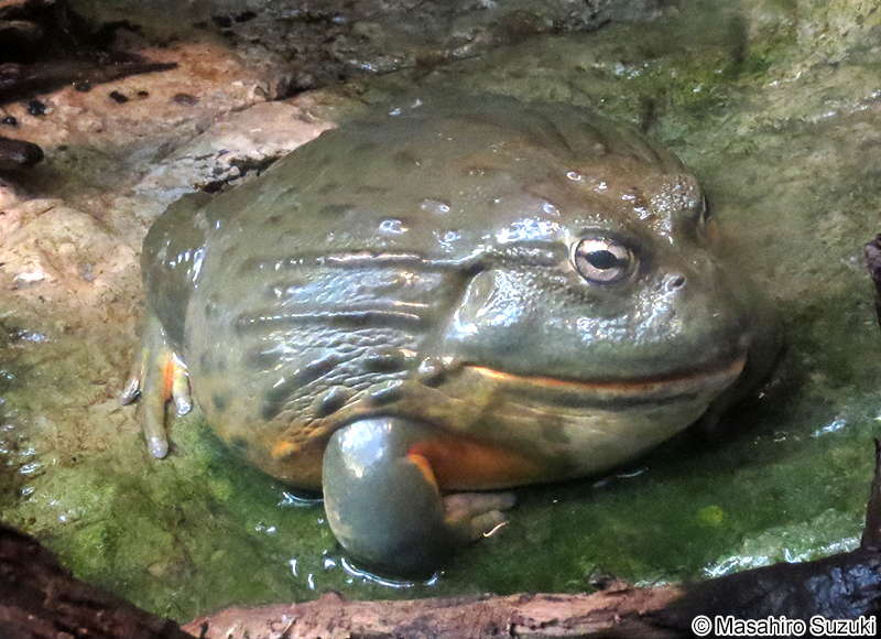 アフリカウシガエル Pyxicephalus adspersus