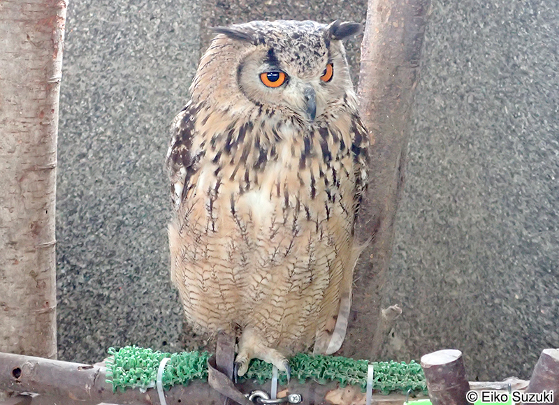 アフリカワシミミズク Bubo africanus