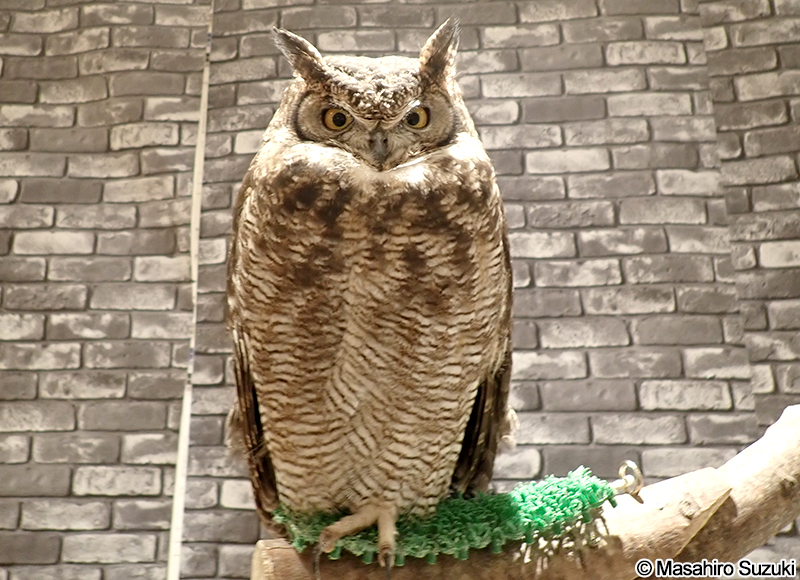 アフリカワシミミズク Bubo africanus