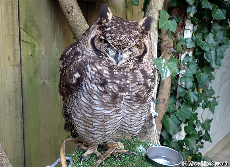 アフリカワシミミズク Bubo africanus
