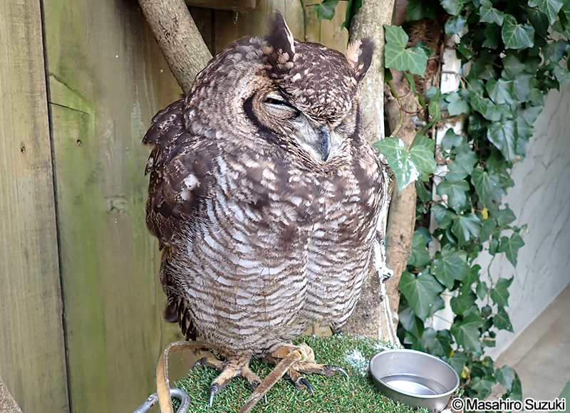 アフリカワシミミズク Bubo africanus