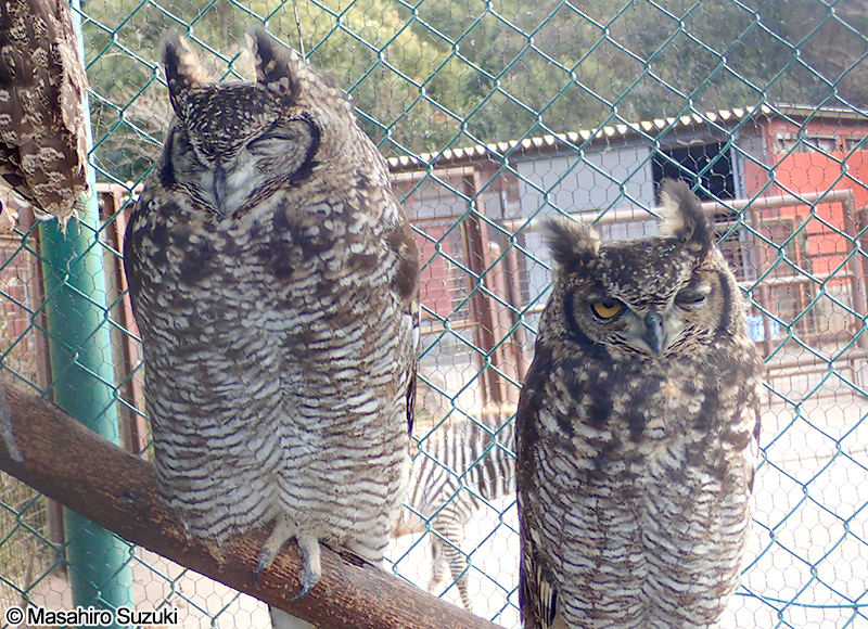 アフリカワシミミズク Bubo africanus