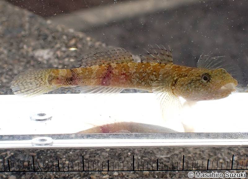 アゴハゼ Chaenogobius annularis