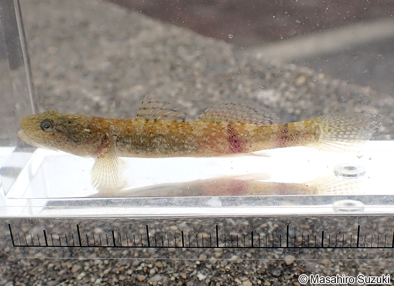 アゴハゼ Chaenogobius annularis
