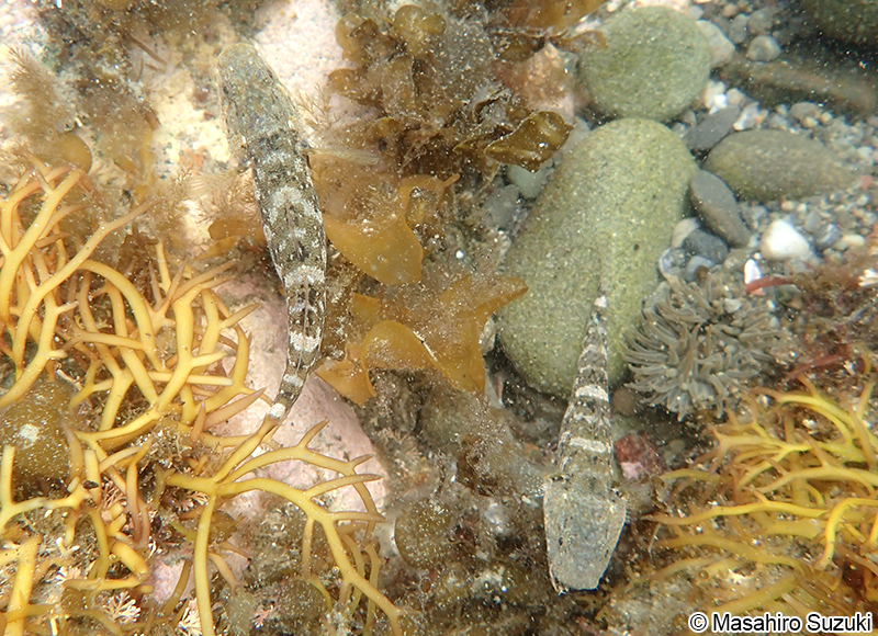 アゴハゼ Chaenogobius annularis