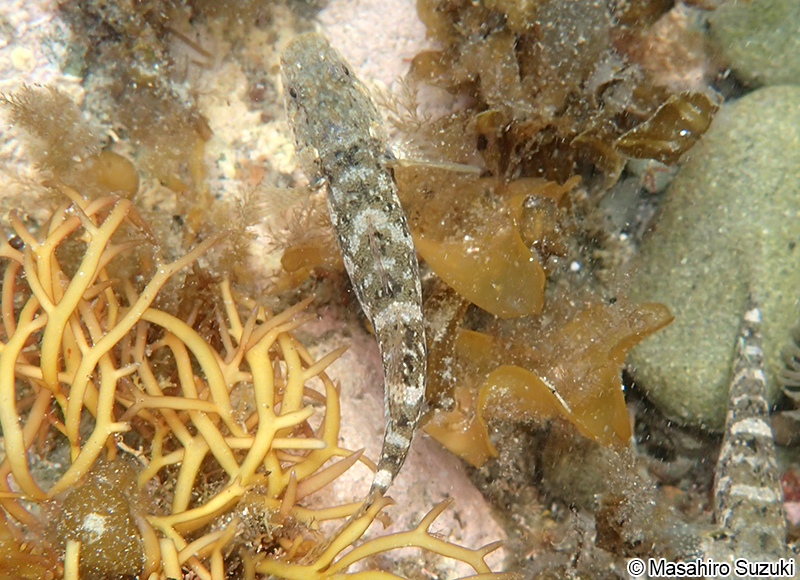 アゴハゼ Chaenogobius annularis