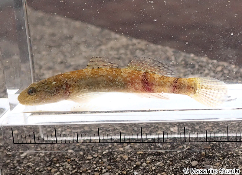 アゴハゼ Chaenogobius annularis
