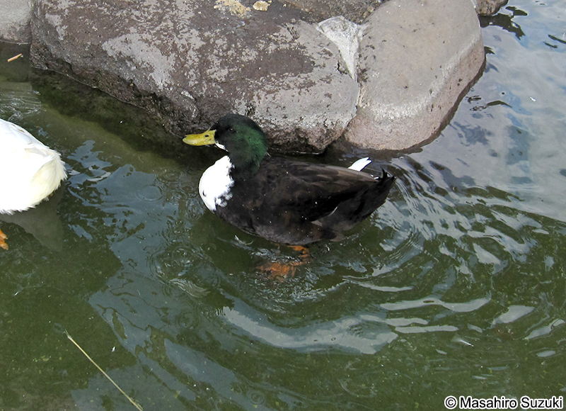 アイガモ（合鴨）