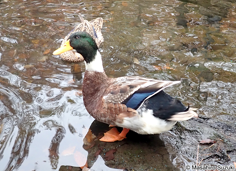 アイガモ（合鴨）