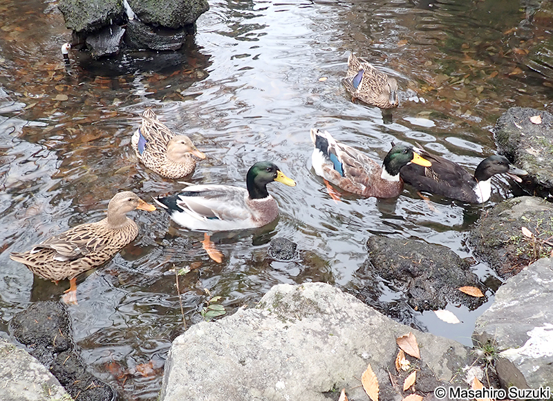 アイガモ（合鴨）