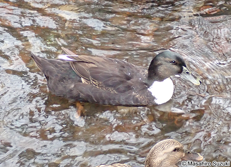 アイガモ（合鴨）