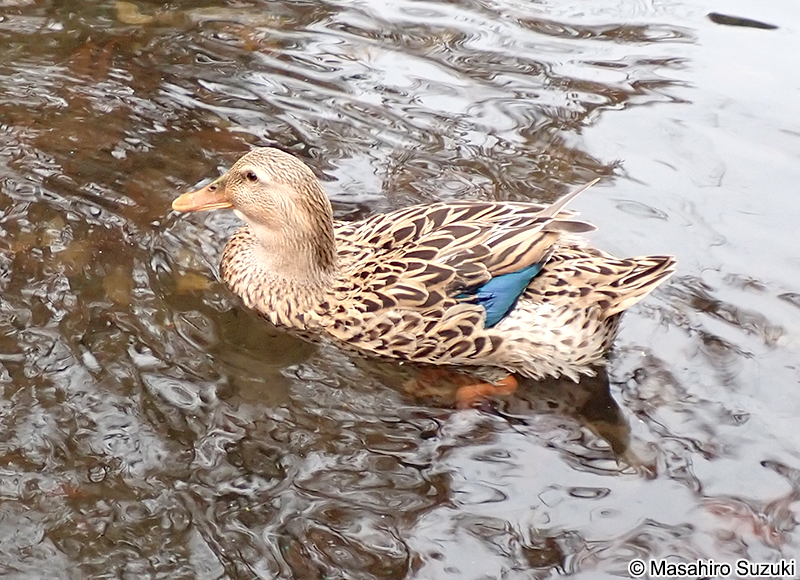 アイガモ（合鴨）