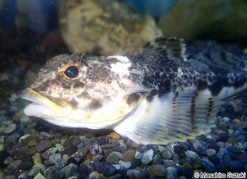 アイカジカ Gymnocanthus intermedius