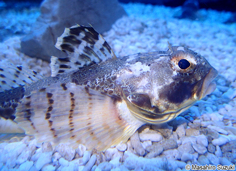 アイカジカ Gymnocanthus intermedius