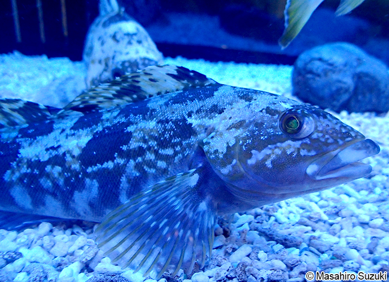 アイナメ Hexagrammos otakii