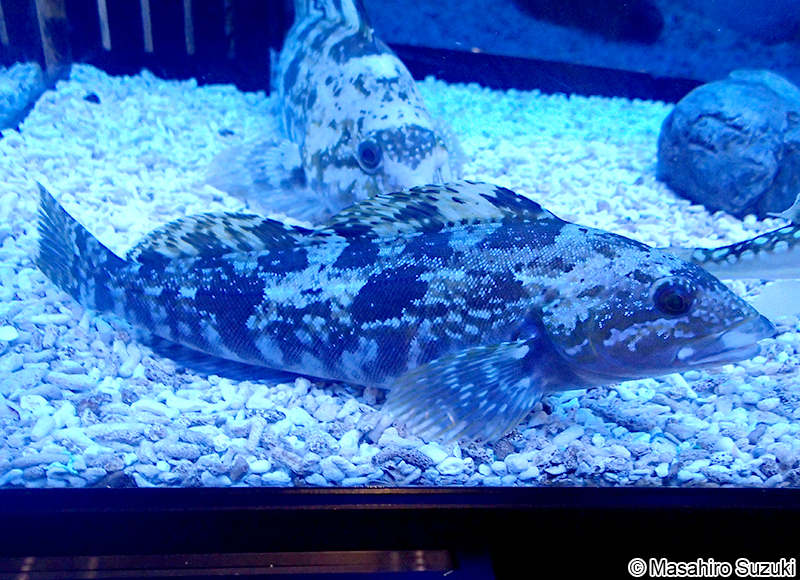 アイナメ Hexagrammos otakii