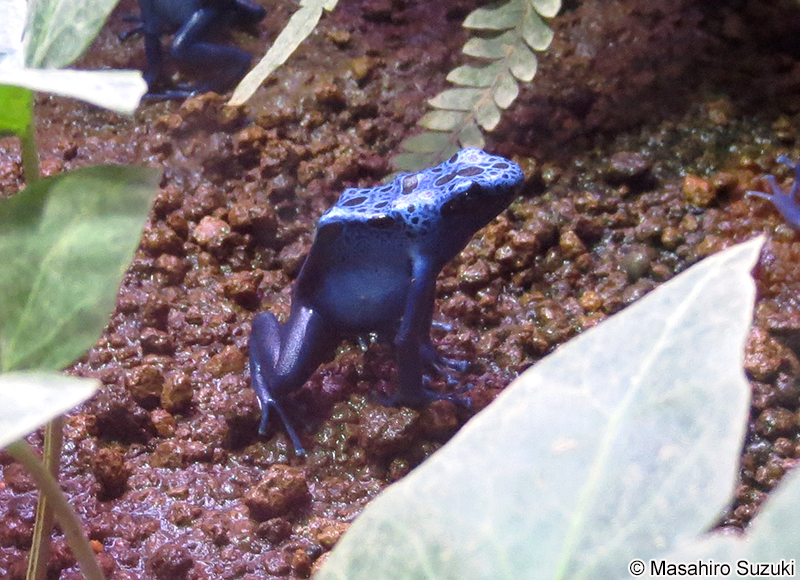 コバルトヤドクガエル Dendrobates azureus