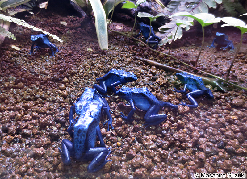 コバルトヤドクガエル Dendrobates azureus