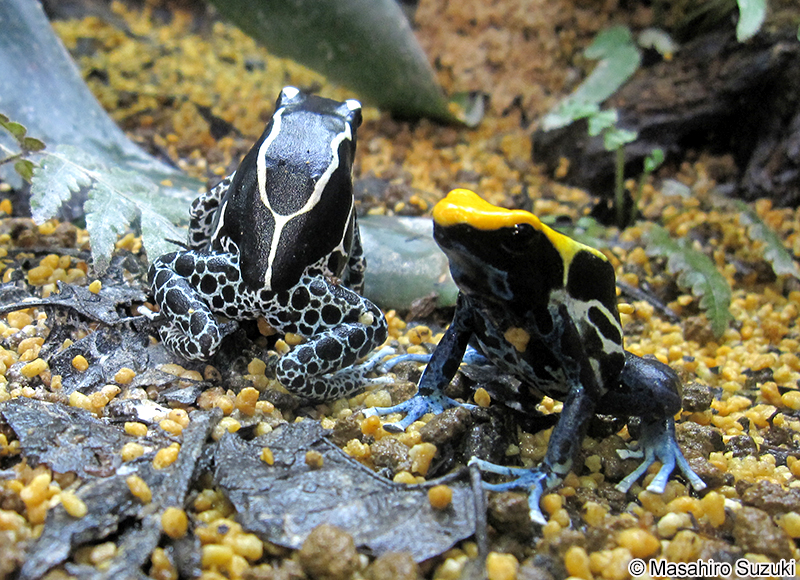 アイゾメヤドクガエル Dendrobates tinctorius