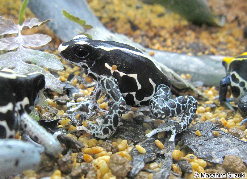 アイゾメヤドクガエル Dendrobates tinctorius