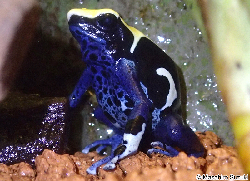 アイゾメヤドクガエル Dendrobates tinctorius