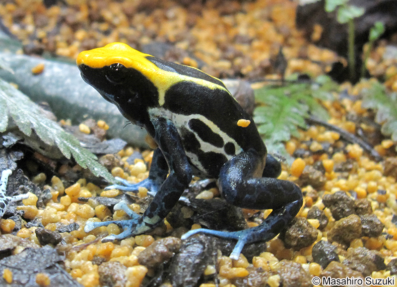 アイゾメヤドクガエル Dendrobates tinctorius