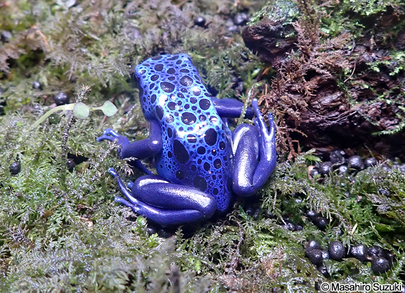 コバルトヤドクガエル Dendrobates azureus