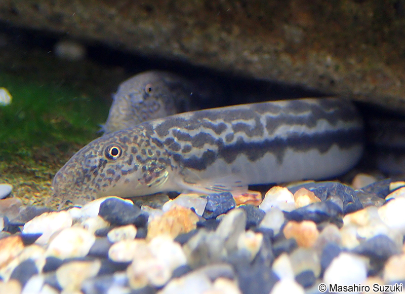 アジメドジョウ Niwaella delicata