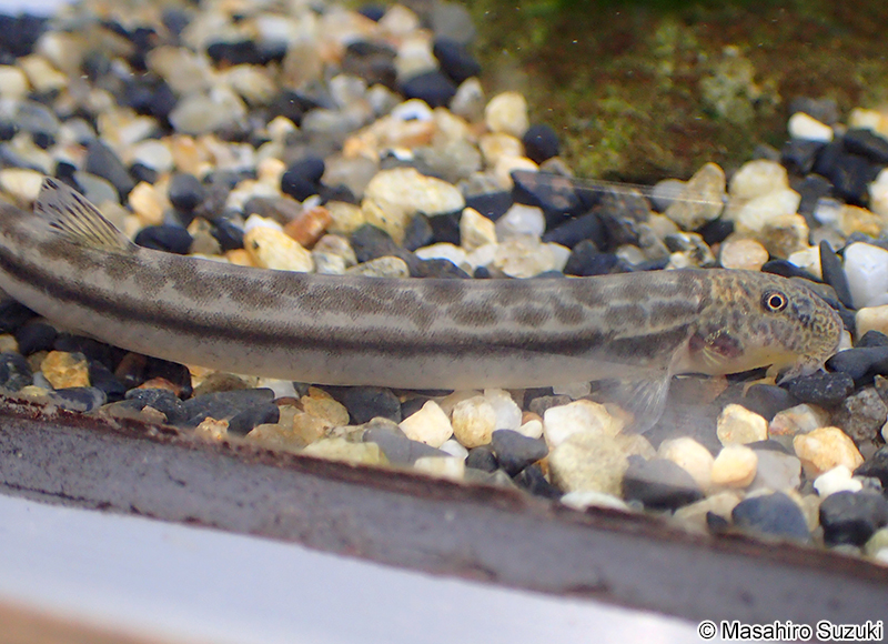 アジメドジョウ Niwaella delicata