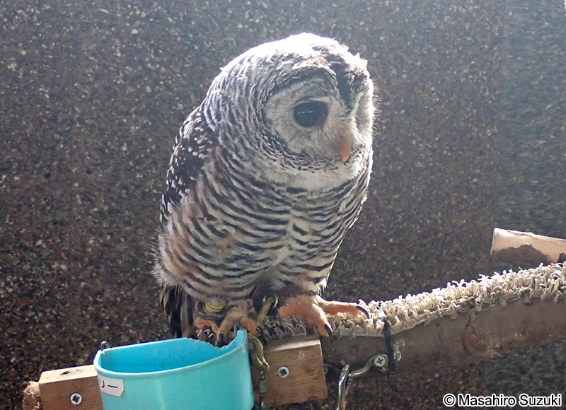 アカアシモリフクロウ Strix chacoensis